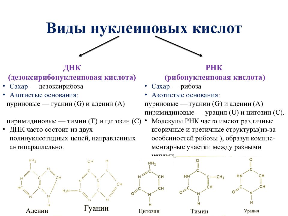 Основные нуклеиновые кислоты. Классификация нуклеиновых кислот. Нуклеиновые кислоты химия. Нуклеиновые кислоты являются полимерами. Строение нуклеиновых кислот в химии картинки.