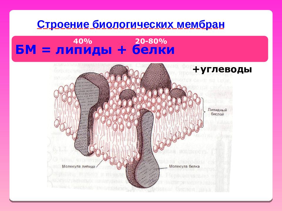 Структура биологии. Строение биологической мембраны. Структура биологических мембран. Мембрана строение и функции. Схема строения биомембран.
