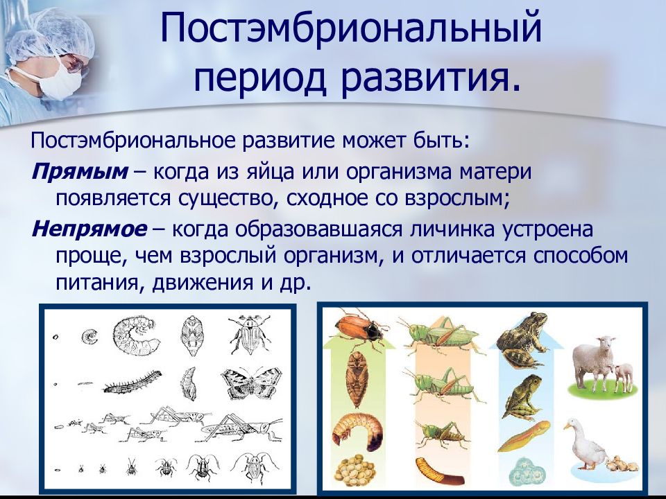 Для изображенного на рисунке животного характерна следующая последовательность этапов онтогенеза