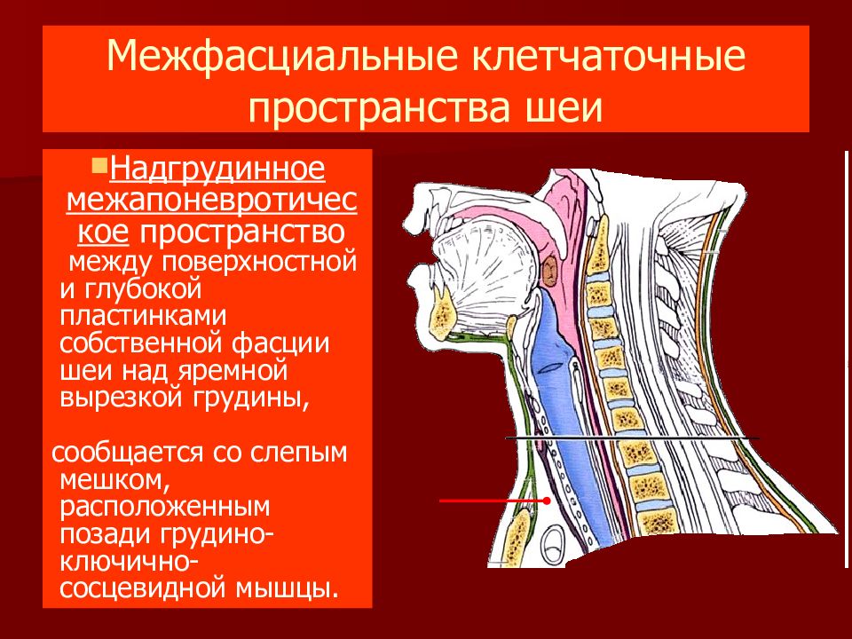 Презентация органы головы и шеи