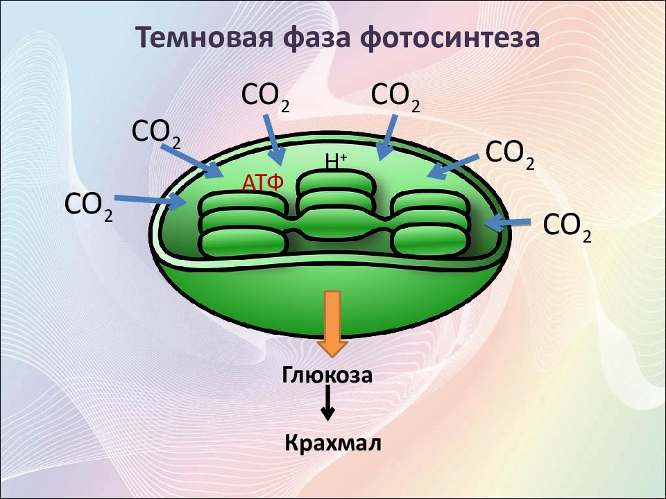 Энергия атф в процессе фотосинтеза. Темновая фаза фотосинтеза. Темновая стадия фотосинтеза реакции. Со2 фотосинтез реакция. Ценовая фаза фотосинтеза.