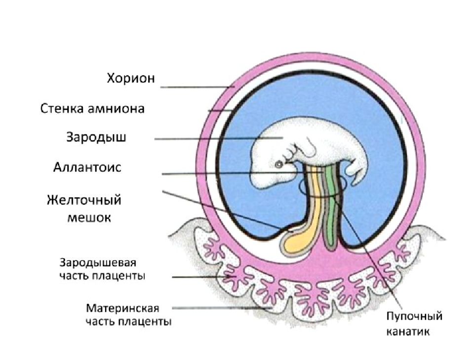 Детское место млекопитающих