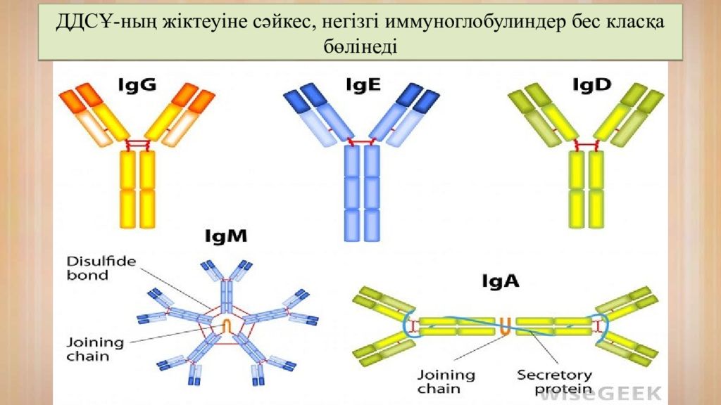 Структура иммуноглобулина iga. Секреторный и сывороточный иммуноглобулин а. Схема строения секреторного иммуноглобулина а. Иммуноглобулин класса g строение. Иммуноглобулин класса e ige