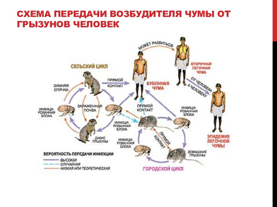 Инфекционные болезни в картинках и схемах