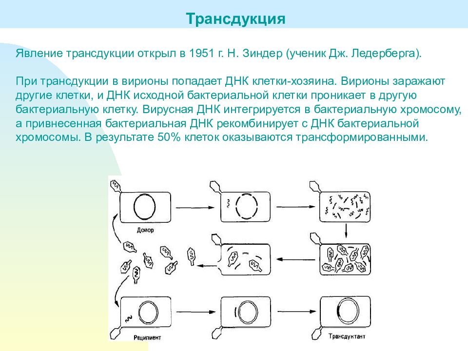 Трансдукция это