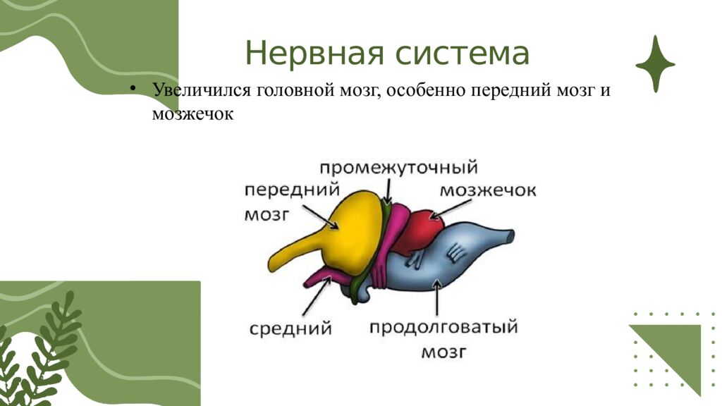 Общая характеристика пресмыкающихся