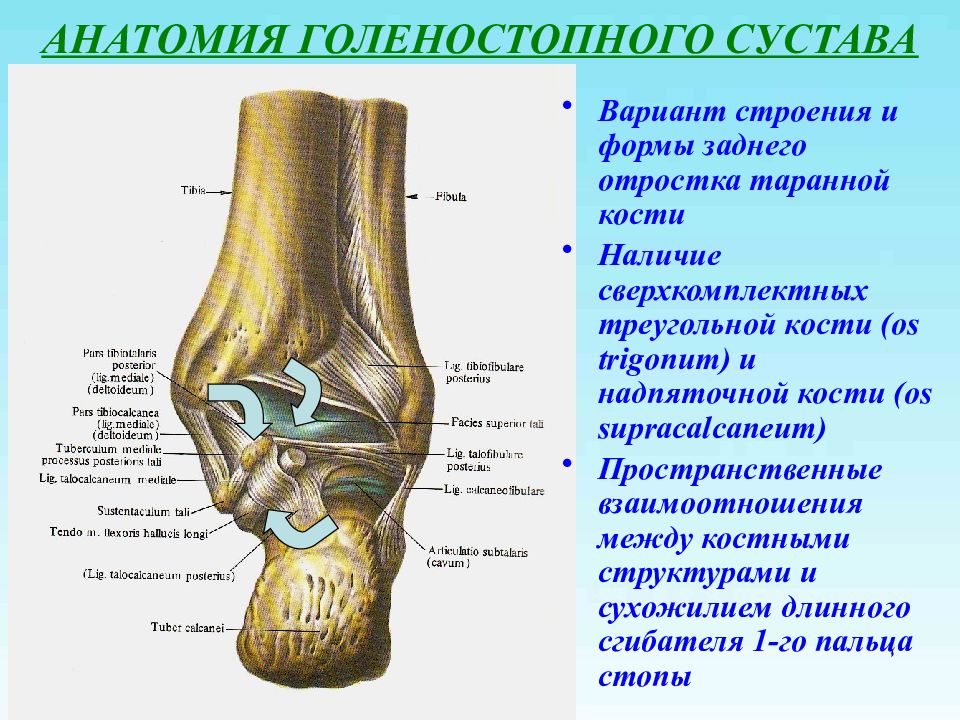 Голеностопный сустав относится к суставам. Синдесмоз голеностопного сустава. Голеностопный сустав блоковидный. Подтаранный сустав анатомия. Синдесмоз голеностопного сустава анатомия.