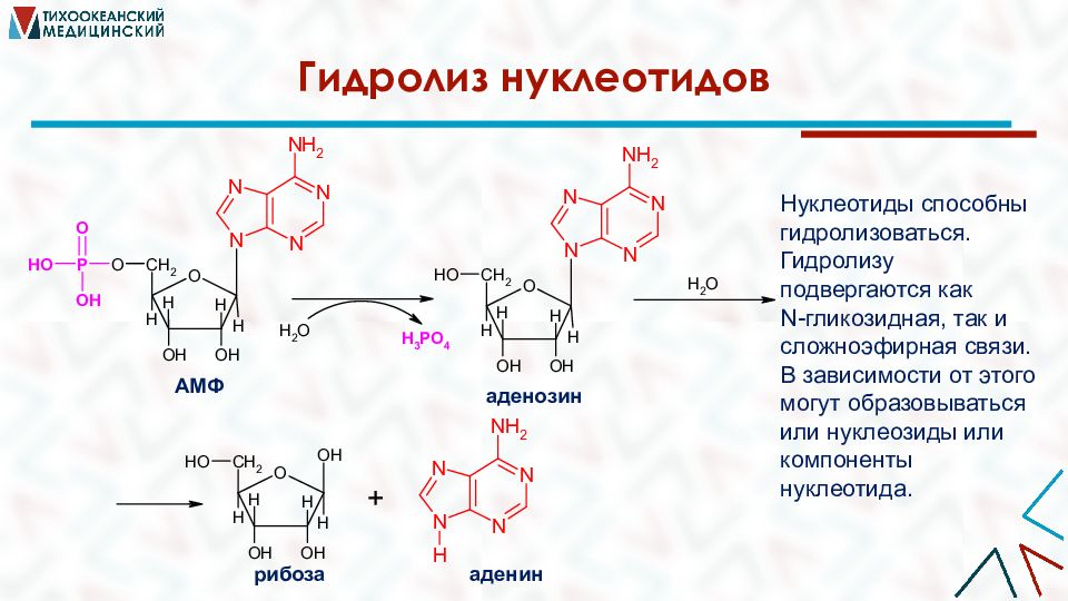 Формулы нуклеотидов биохимия. 3 гидролиз гликозидных связей в молекуле гликогена. Расщепление гликогена до глюкозо-1-фосфата путем фосфоролиза. Гидролиз мальтозы глюкозы. 3 гидролиз гликозидных связей в молекуле гликогена.