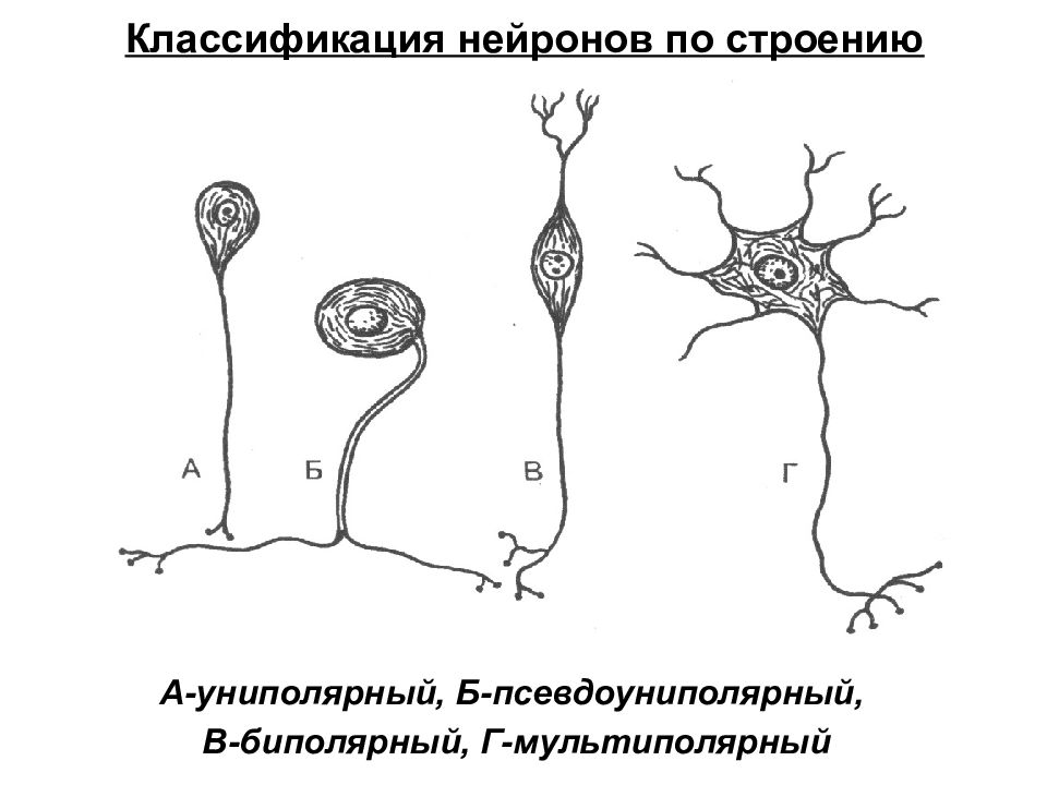 Нейроны виды. Строение нейрона классификация нейронов. Классификация нейронов по их строению. Строение, функции и классификация нервных клеток. Униполярные Нейроны схема.