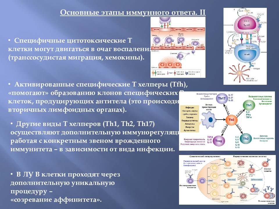 Цитотоксические т клетки. Этапы клеточного иммунного ответа иммунология. Активация специфического клеточного иммунитета. Клеточный иммунитет схема цитотоксический. Клеточный цитотоксический иммунный ответ этапы.