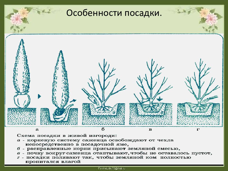 Схема посадки живой изгороди