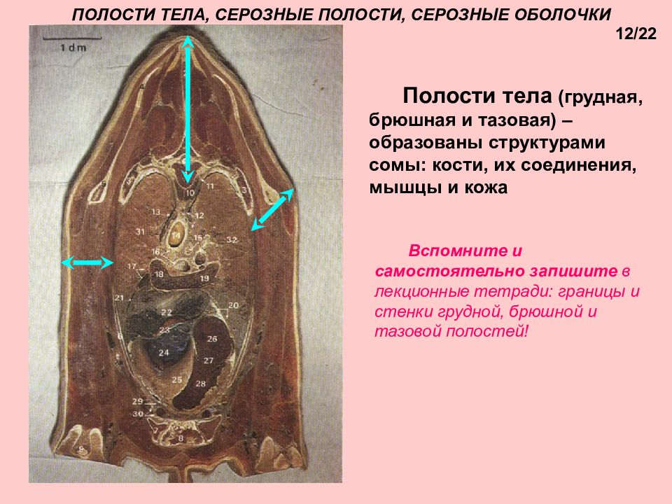 Полость другой. Брюшная полость серозная. Анатомия серозных полостей.