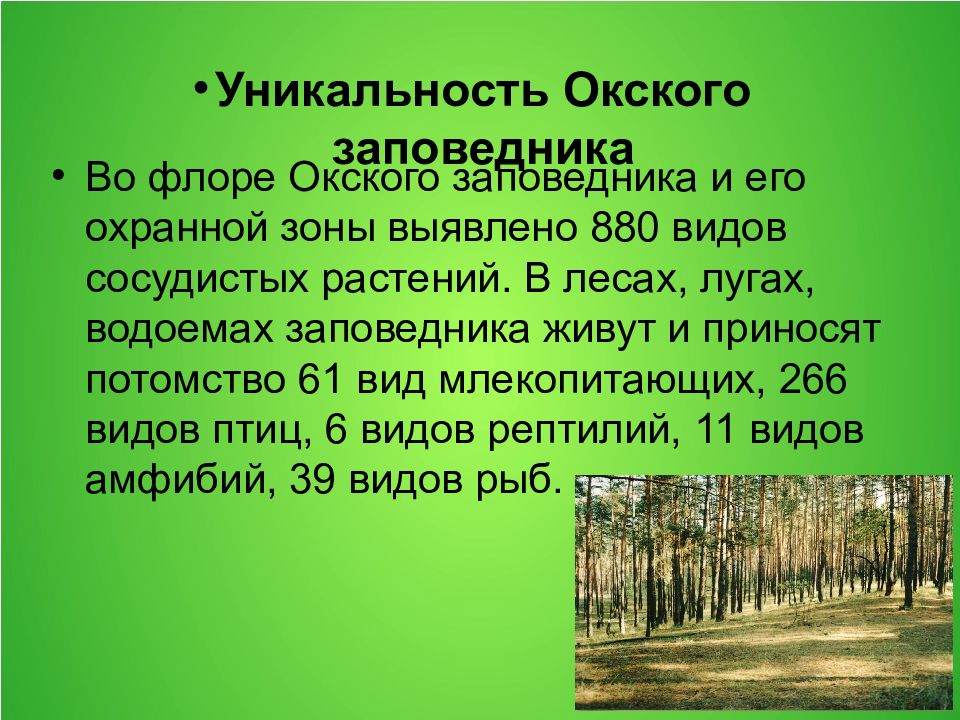 Описание типа растительности в заповеднике. Окский заповедник рассказ. Окский заповедник сообщение. Окский заповедник растения.