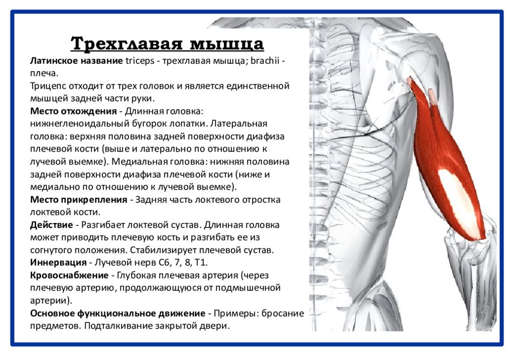 Картинка трехглавая мышца плеча