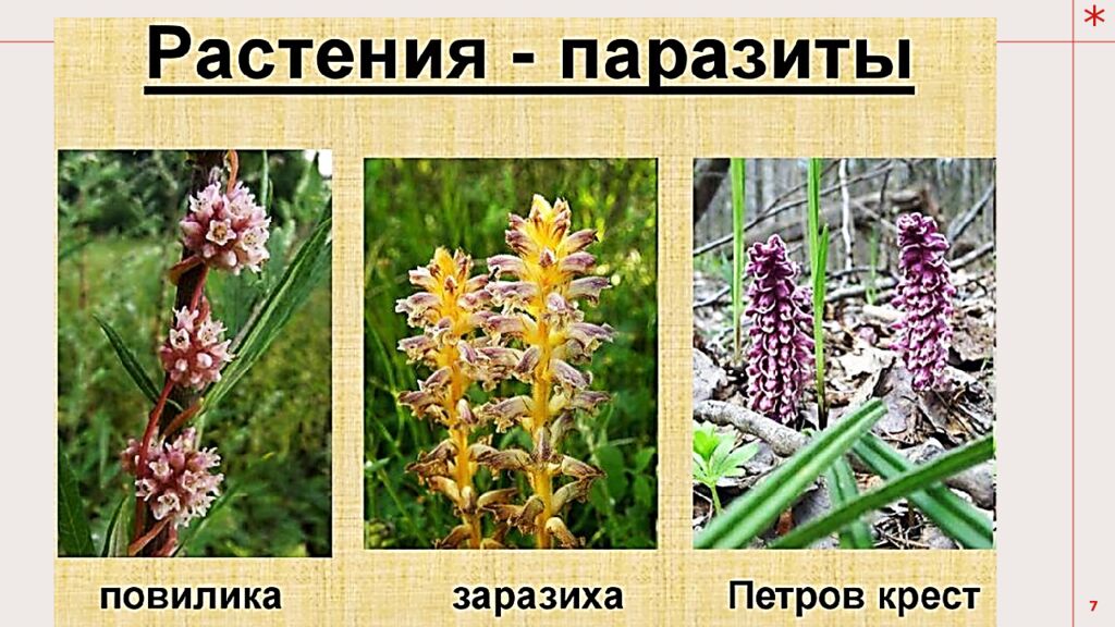 Тема урока: Обмен веществ у растений