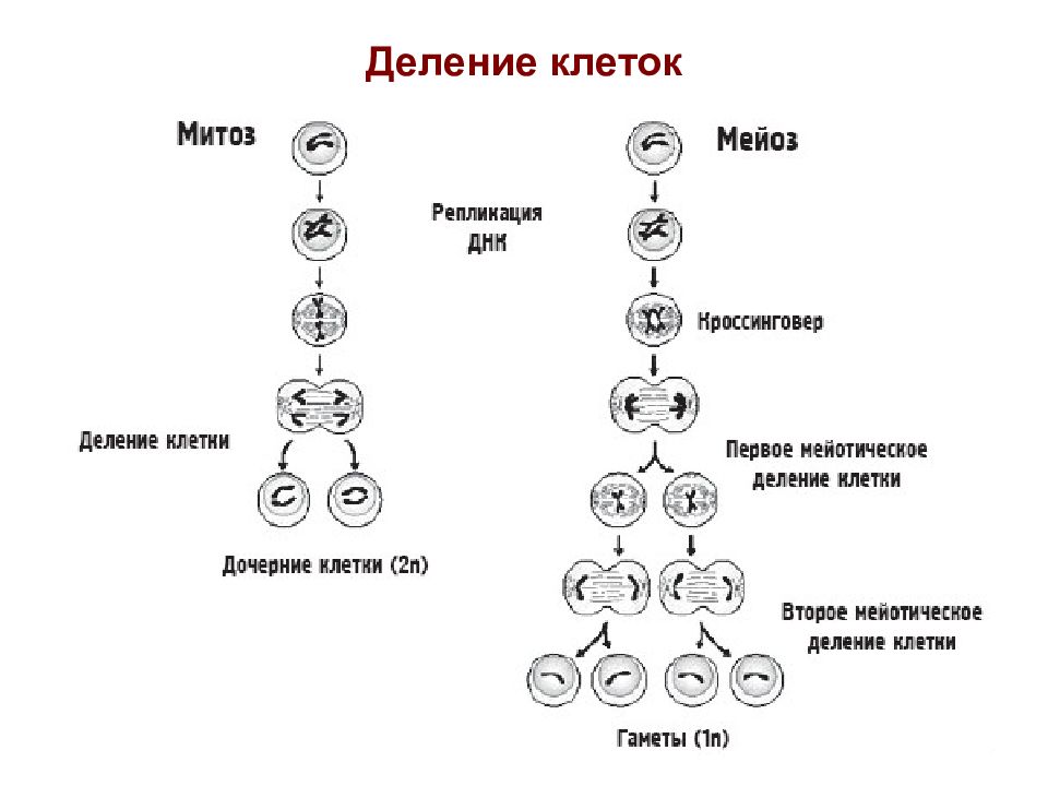 Поколений клеток. Схема деления клетки митоз и мейоз. Схема митоза и мейоза. Схемы фаз митоза и мейоза. Схема митотического и мейотического деления клетки.