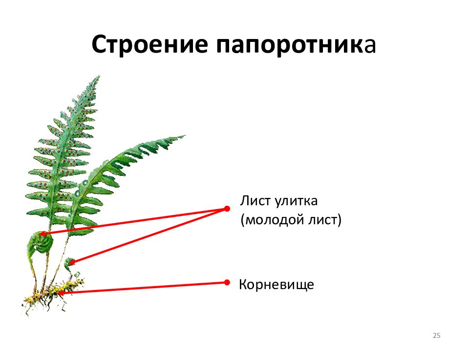 Папоротник рисунок биология с подписями