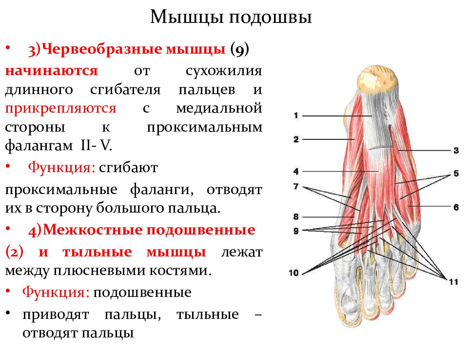 Функции аппарата движения