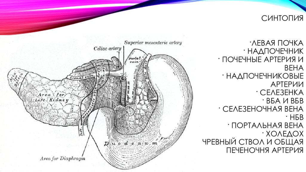 Селезеночные связки. Связочный аппарат поджелудочной железы. Связочный аппарат селезенки схема. Синтопия желудка и селезенки.