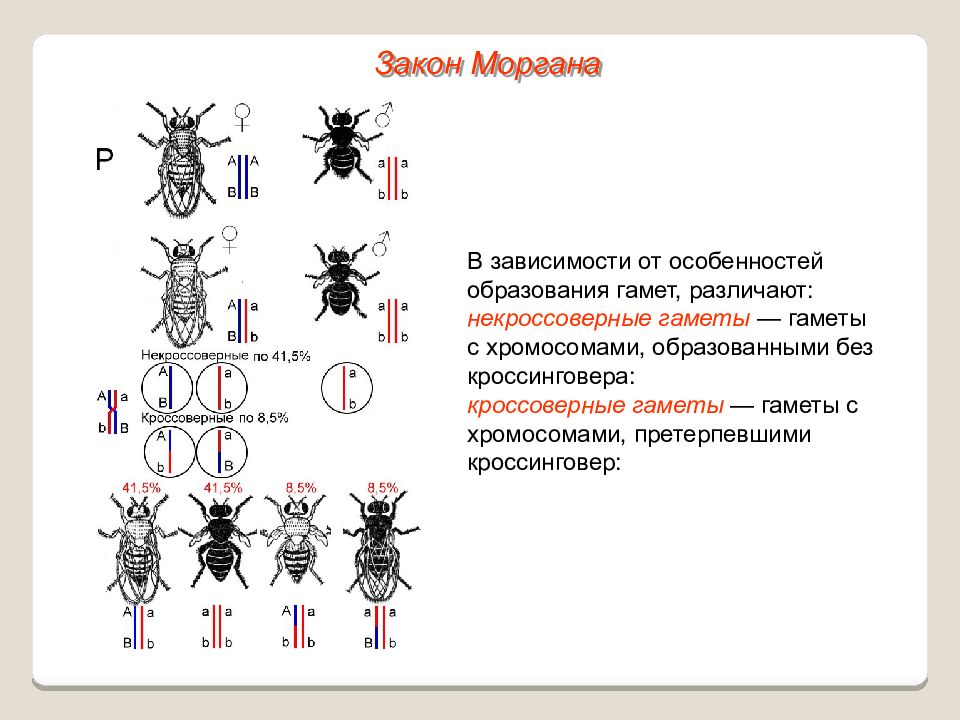 Презентация сцепленное наследование признаков 10 класс