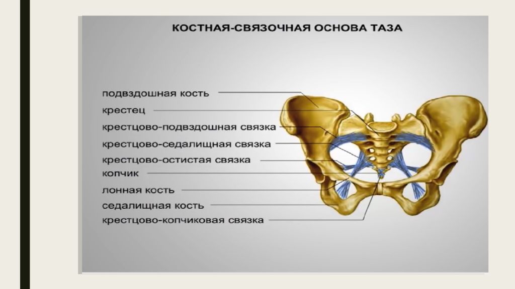 Связки малого таза. Костно-связочная основа таза. Крестуовоостистая связка. Крестцово Бугорная и крестцово остистая связка. Крестцово седалищная связка.