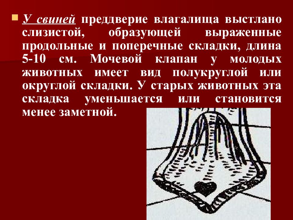 Преддверие это. Слизистая преддверия влагалища. Продольные складки влагалища. Слизистая преддверия влагалища шероховатая. Слизистую половых органов выстилает.