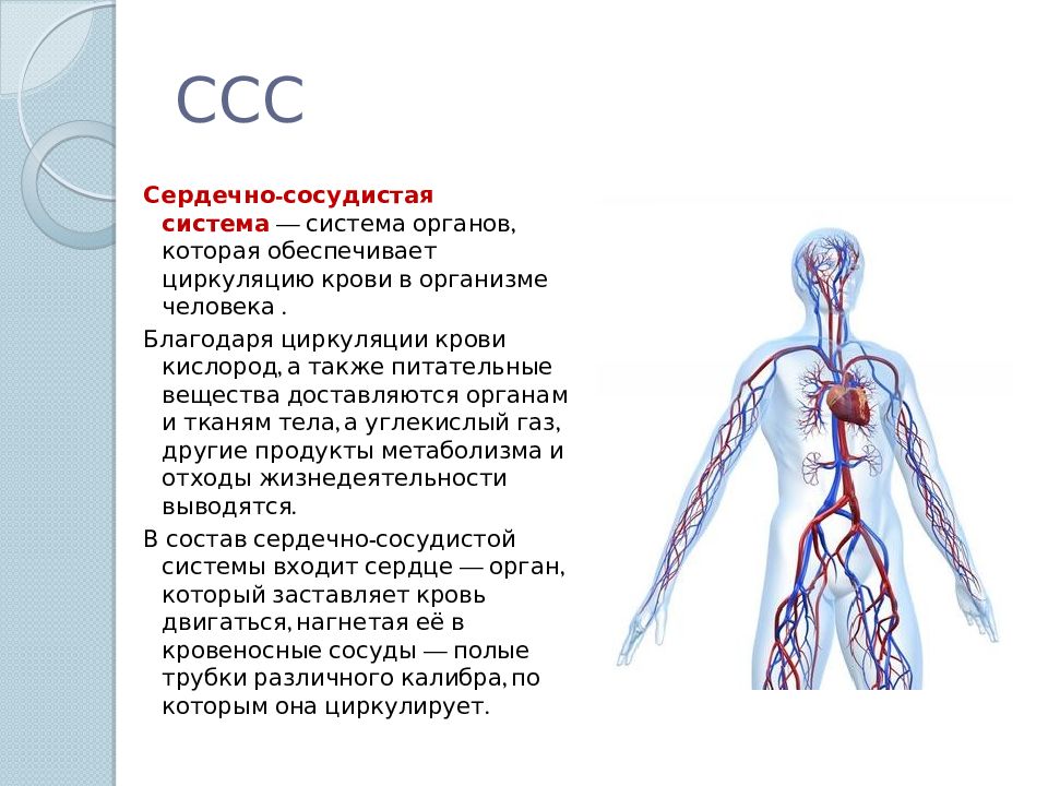 Сосудистая система человека образована сосудами трех. Сердечно сосудистая система органы и функции. Функции кровеносной системы человека. Из чего состоит сердечно сосудистая система. Кровеносная система человека анатомия функции.