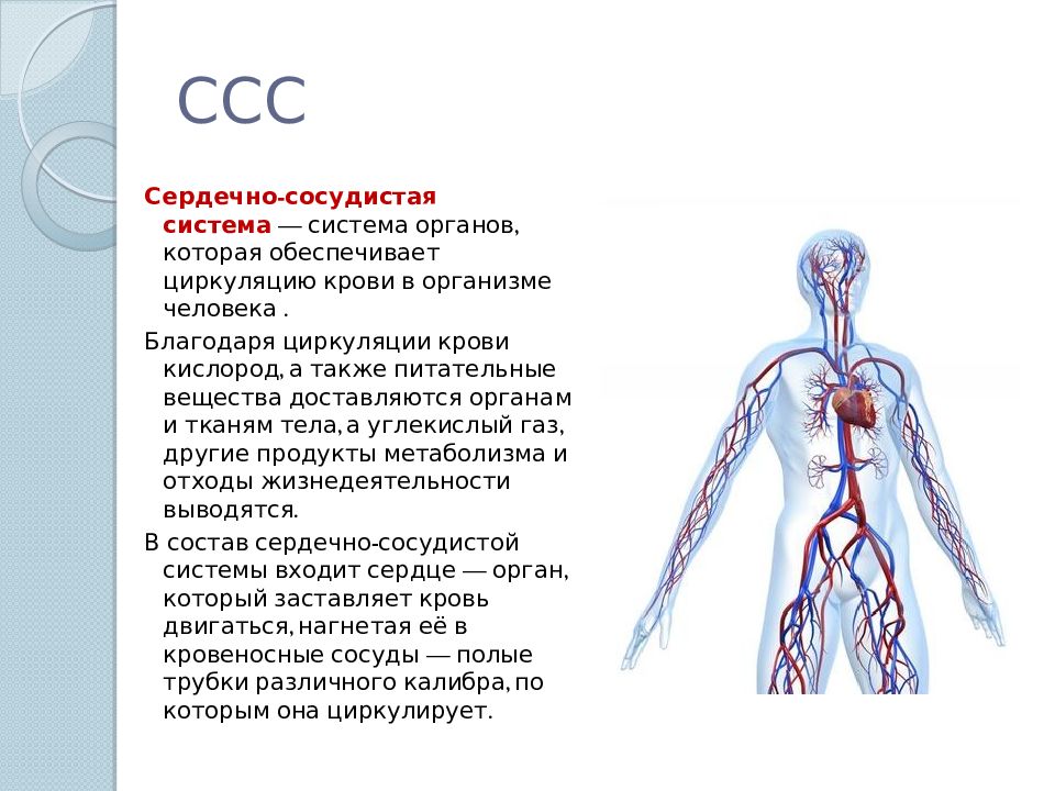 Понятие система человека. Сердечно-сосудистая система человека анатомия кратко. Кровеносная система человека анатомия функции. Кровеносная система человека вид спереди. Сердечно-сосудистая система кратко.