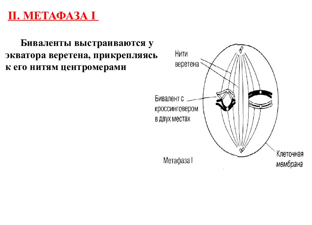 Биваленты выстраиваются по экватору. Биваленты в метафазе. Воспроизведение клеток. Способы воспроизведения клеток.