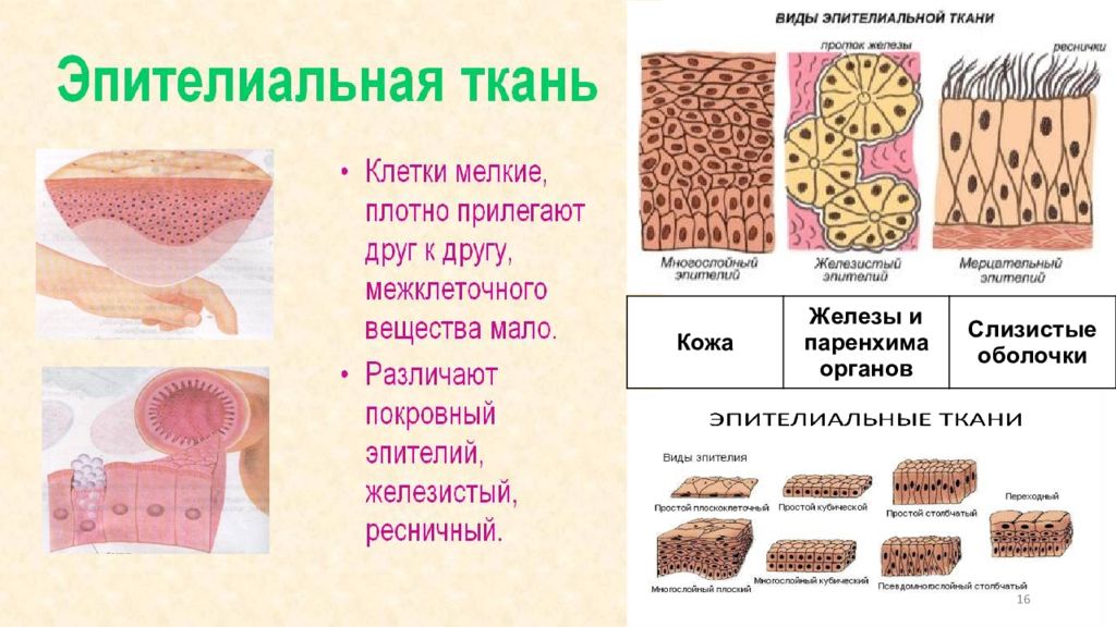 Пример эпителиальной ткани человека. Ткани гистология. Эпителиальная ткань гистология. Ткани человека гистология. Типы тканей гистология.