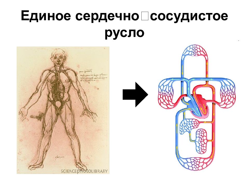 Лимфообращение. Кровеносное русло. Сердечно сосудистое русло. Сосудистое русло человека. Тест кровообращение и лимфообращение 8 класс.