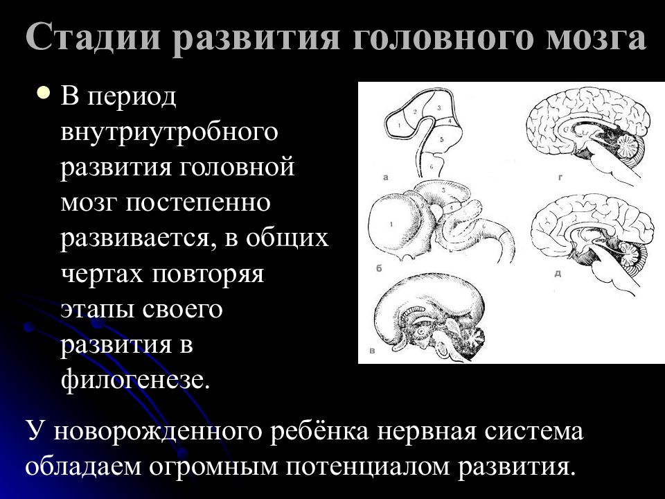 Внутриутробное развитие мозга