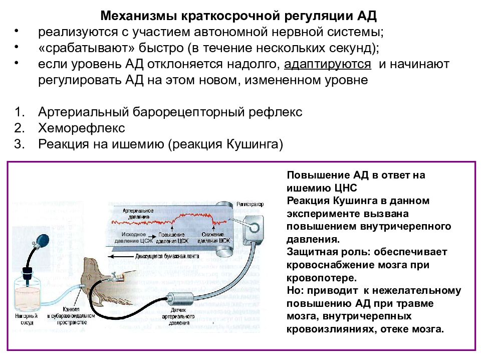 Схема регуляции артериального давления