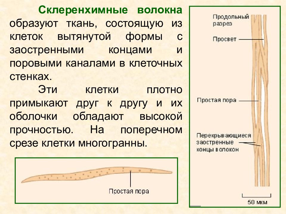 Волокна образуют ткань. Склеренхимные волокна. Склерензимные вроркна. Строение волокна склеренхимы. Волокна механической ткани.