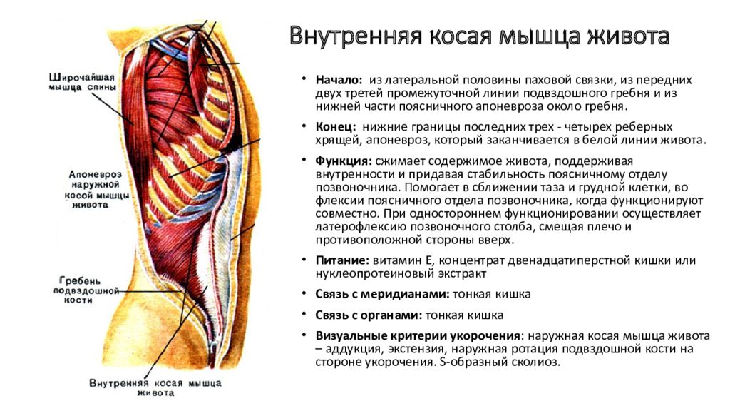 Мышцы спины и ребра. Иннервация наружной косой мышцы живота. Внутренняя косая мышца живота иннервация. Внутренняя косая мышца живота иннервация и кровоснабжение. Апоневроз наружной косой мышцы функции.