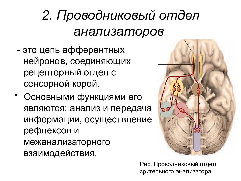 Проводниковый отдел зрительного анализатора схема