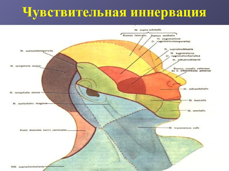 Отделы головы анатомия. Топографическая анатомия лицевого отдела. Зоны шеи топографическая анатомия. Топография лицевого отдела головы. Границы лицевого отдела головы топографическая анатомия.