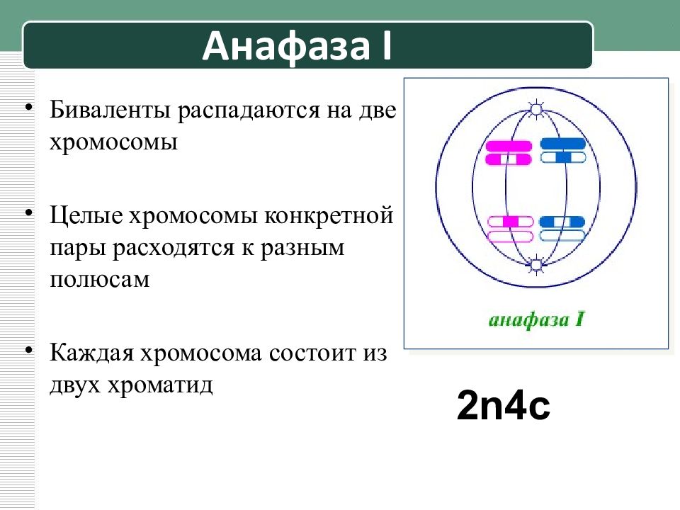 Мейоз анафаза 2 набор хромосом. Анафаза 2n4c. Биваленты хромосом. Анафаза деления. Анафаза процессы.