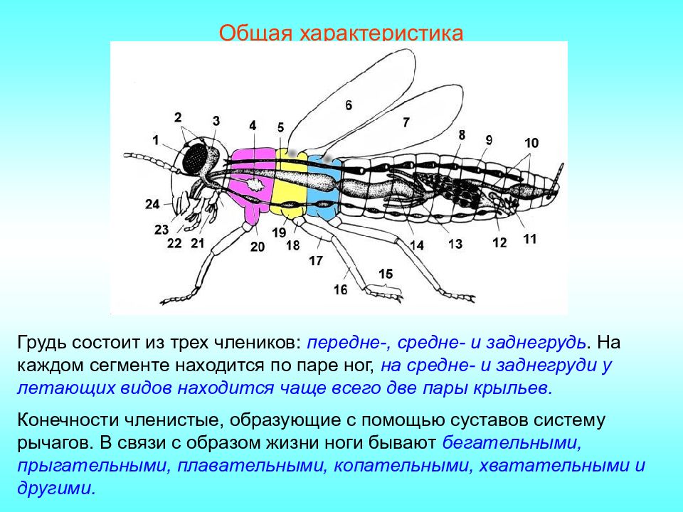 Состоят из члеников. Заднегрудь у насекомых. Из скольких члеников состоит нога майского жука. Тело состоит из большого числа одинаковых члеников,. Первая пара конечностей состоящая из 2-3 члеников заканчивается.