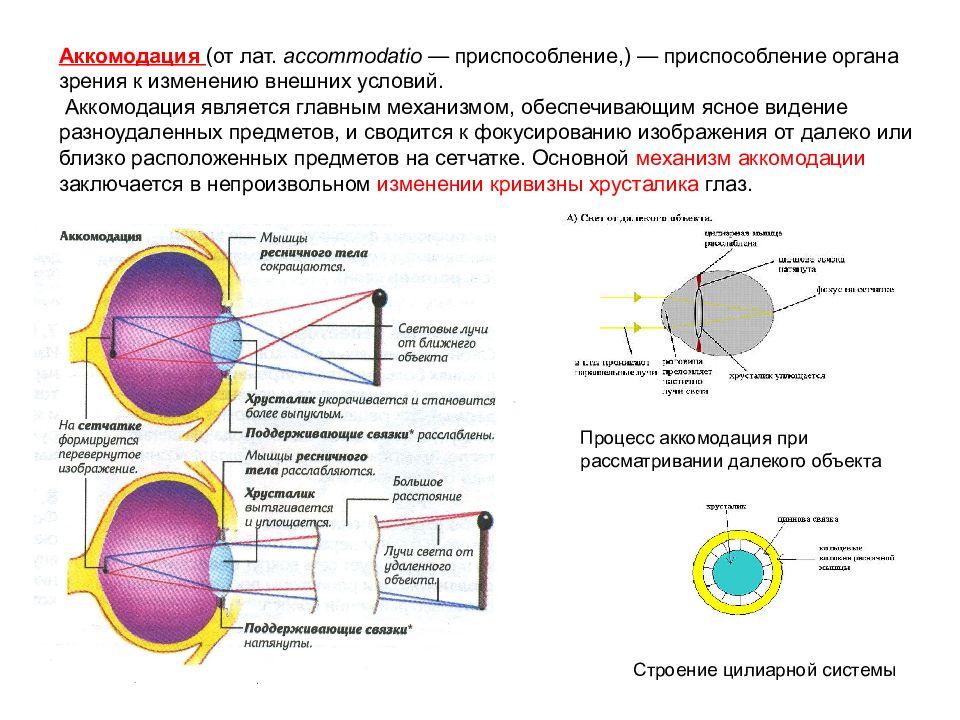 Какая часть глазного яблока фокусирует изображение предметов