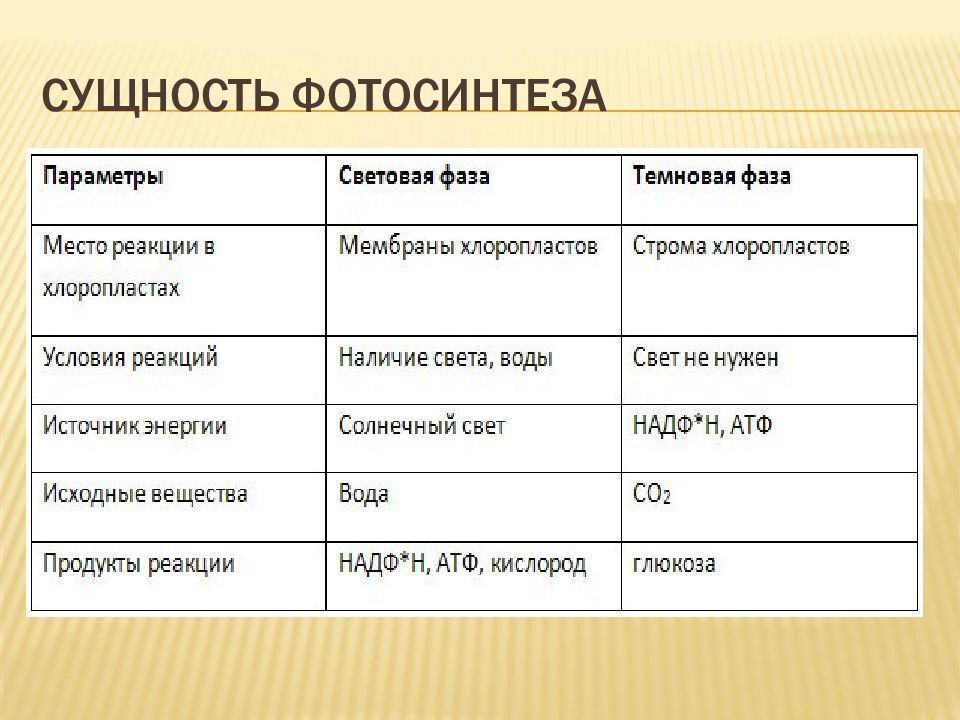 Заполните схему значение фотосинтеза