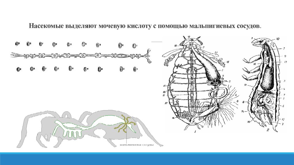 Органы выделения у животных 7 класс презентация