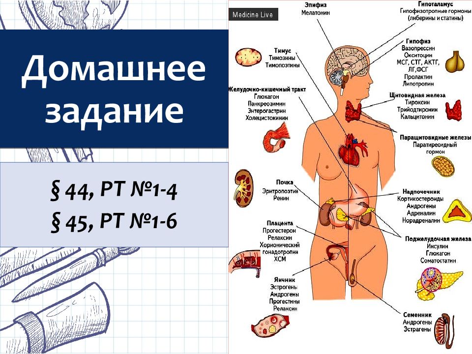 Эндокринная система презентация на английском