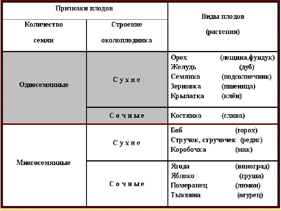 Схема классификации плодов с примерами