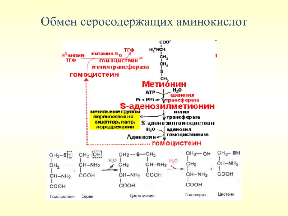 Обмен аминокислот. Серосодержащая группа аминокислот. Формулы серосодержащих аминокислот. Серосодержащие аминокислоты в продуктах. Обмен белков и аминокислот.