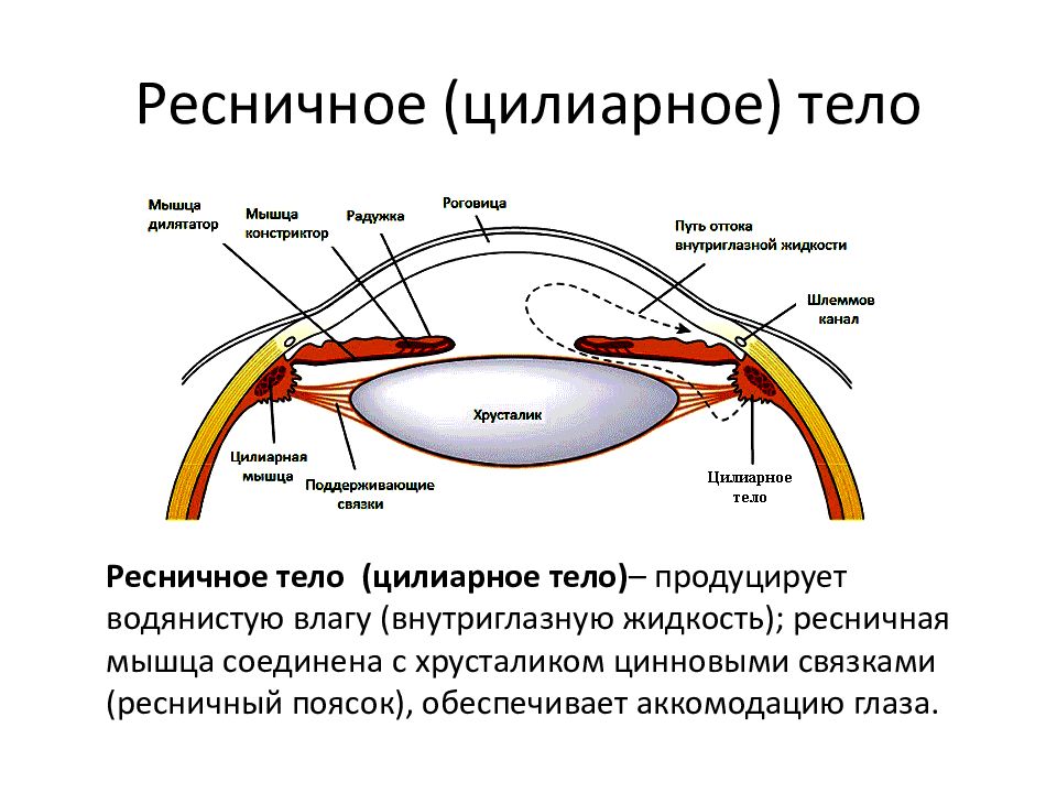 В какой области глазного яблока происходит фокусировка изображения