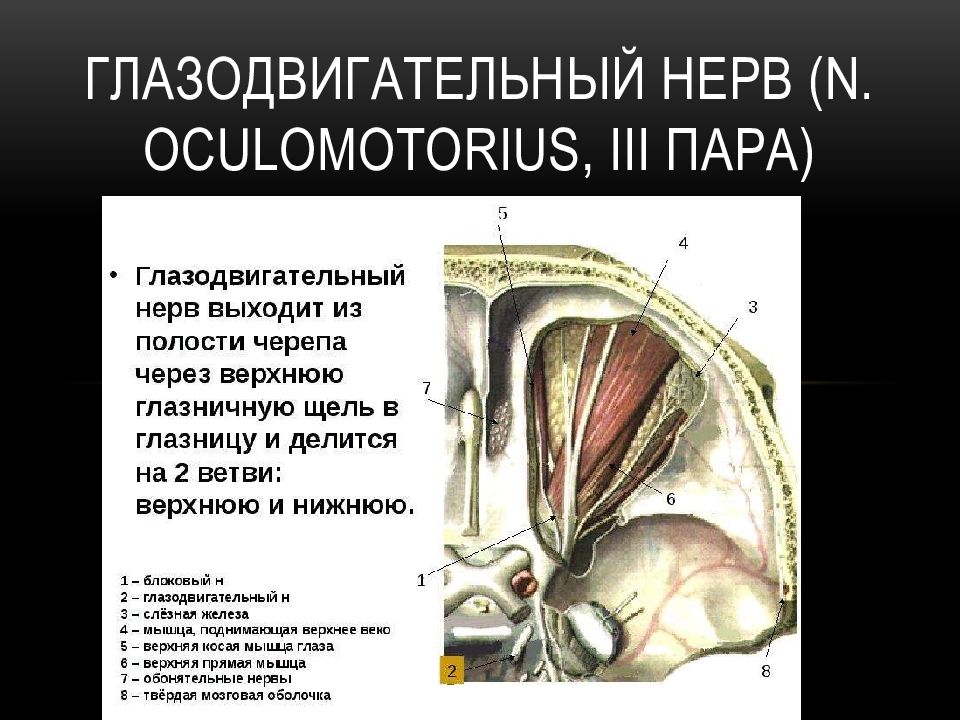 Глазодвигательный нерв проходит через. Глазодвигательный нерв расп. Полное поражение глазодвигательного нерва. Место выхода n oculomotorius.