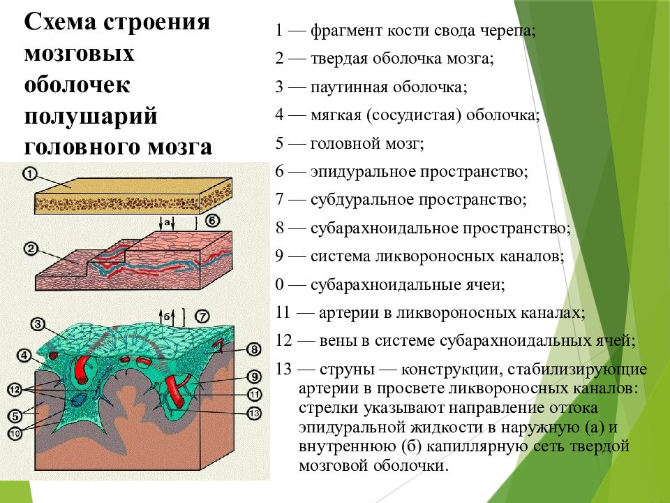 Оболочки головного мозга анатомия презентация