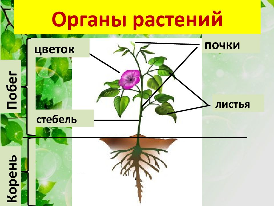 Органы растений презентация