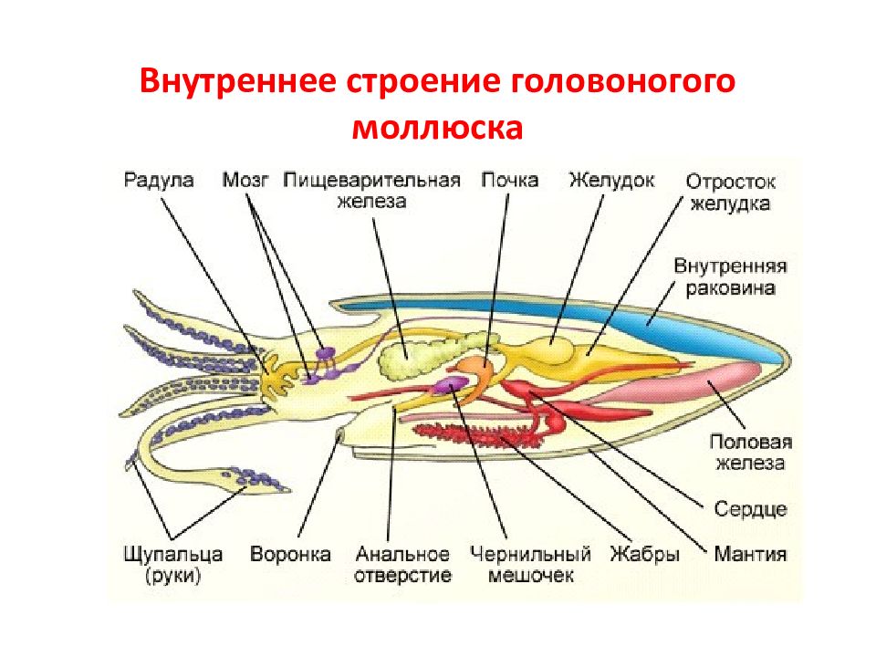 Головоногие моллюски строение. Выделительная система головоногих. Пищеварительная система головоногих моллюсков схема. Головоногие моллюски внутреннее строение таблица. Головоногие строение схема.